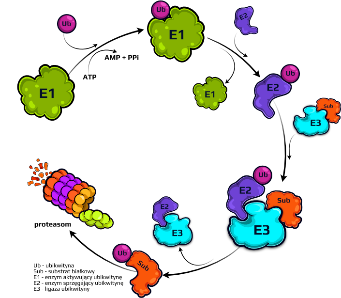 Grafika szlaku układu ubikwityna-proteasom