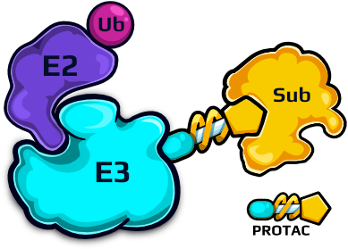 Grafika kompleksu enzymów E2-E3, w którym E2 przenosi ubikwitynę, a E3 wiąże się z substratem za pośrednictwem związku PROTAC